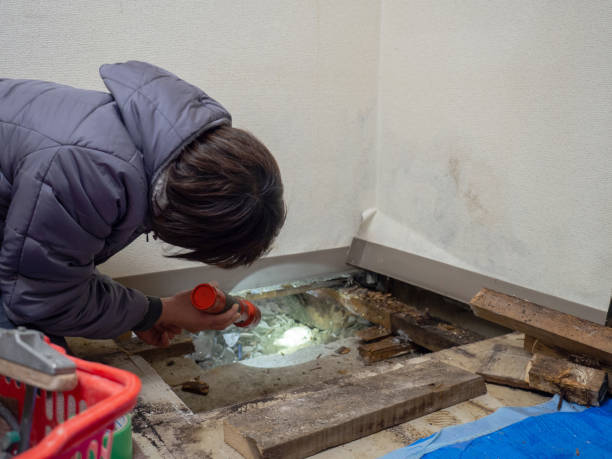 Best Emergency Mold Remediation  in Willoughby, OH