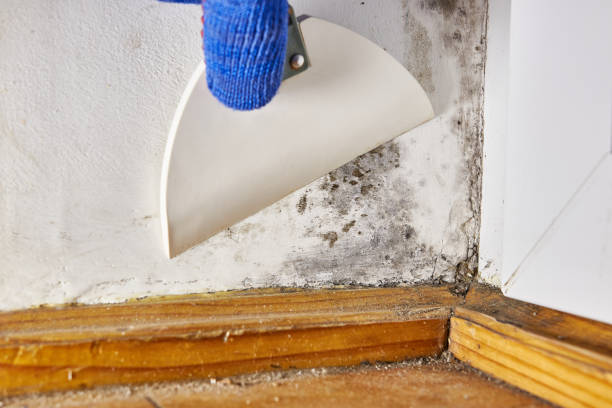Best Mold-Related Health Consultation  in Willoughby, OH